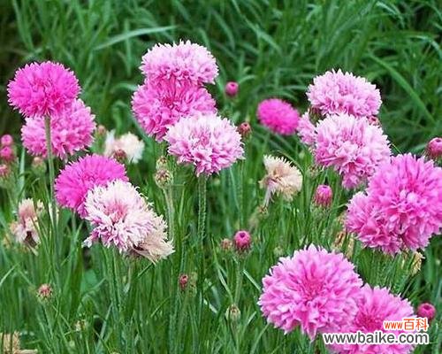 盛开友情 十种代表友情的花