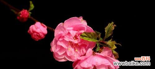 以榆叶梅花语为窗 探寻榆叶梅花的寓意与诗意