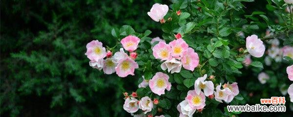 表示坚持的花花语是什么？坚持的花有哪些种类？