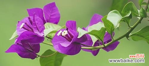 表示坚韧不拔的花花语是什么？如何用花表达坚韧不拔的精神？