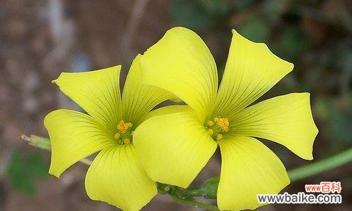 表示坚韧不拔的花花语是什么？如何用花表达坚韧不拔的精神？