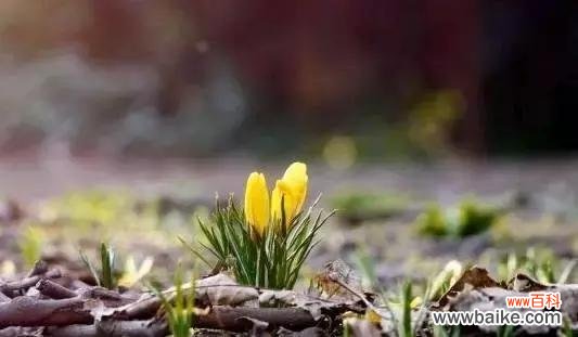 表示坚韧不拔的花花语是什么？如何用花表达坚韧不拔的精神？