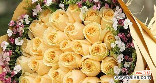 探寻香槟色玫瑰的浪漫情怀 香槟色玫瑰的花语与寓意