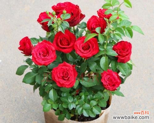 玉树开花的奇迹及其象征意义 玉树开花的寓意——希望与新生