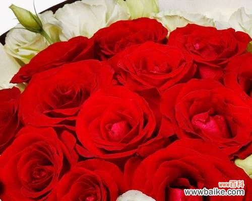 玉树开花的奇迹及其象征意义 玉树开花的寓意——希望与新生