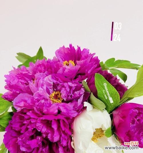 花开花谢中的情感绽放与传递 探寻牡丹花的花语与寓意