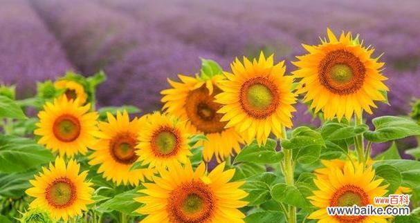 以向日葵一般送几朵 向日葵的寓意与赠送数量