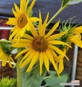 以向日葵一般送几朵 向日葵的寓意与赠送数量