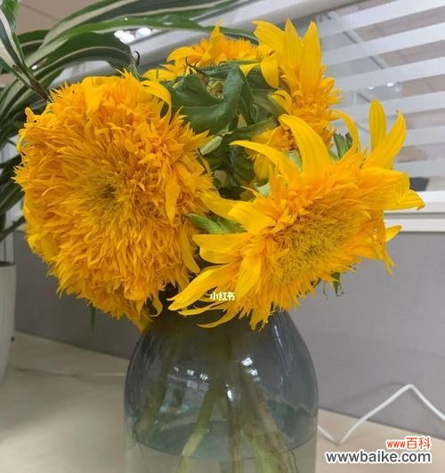 以向日葵一般送几朵 向日葵的寓意与赠送数量