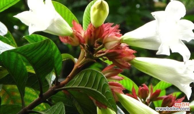 以花代表清明 清明节的花语及象征意义