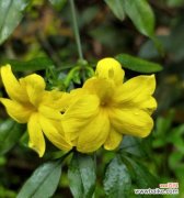 以花代表清明 清明节的花语及象征意义