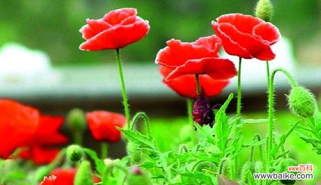 探寻虞美人花的花语及其深刻含义 虞美人花