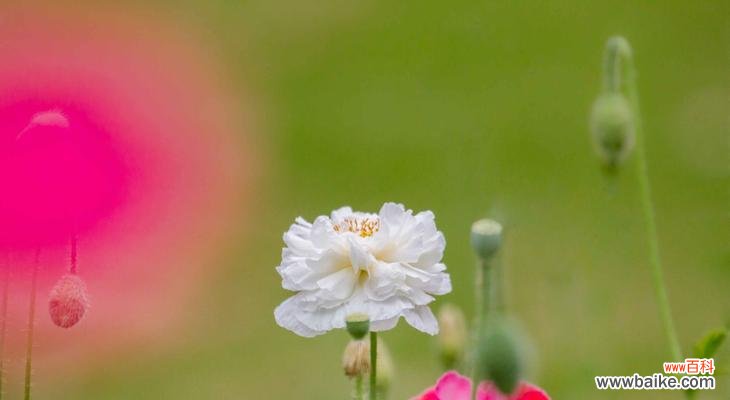 探寻虞美人花的花语及其深刻含义 虞美人花