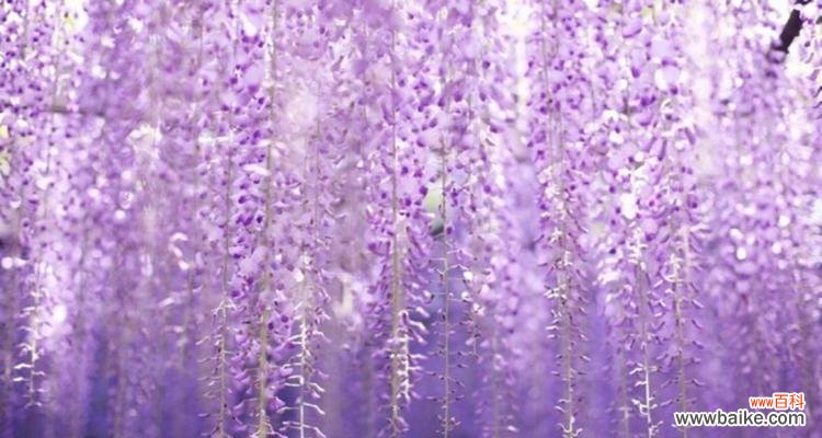 探寻紫藤萝花的象征与内涵 紫藤萝花语与意义