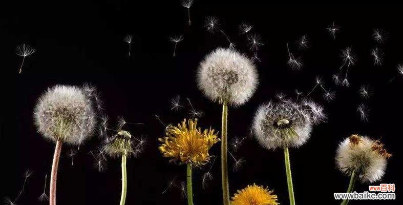 自由 蒲公英花语与象征意义的探寻