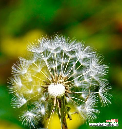 自由 蒲公英花语与象征意义的探寻