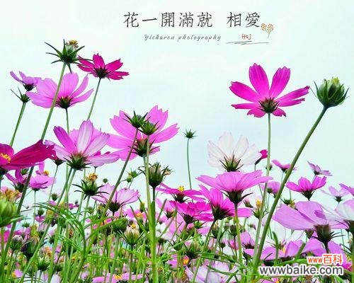 格桑花花语及其寓意 格桑花