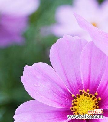 格桑花花语及其寓意 格桑花