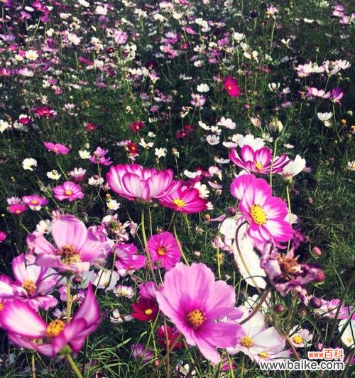 格桑花花语及其寓意 格桑花