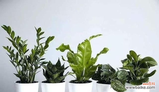 探究以巴西美人在居室中的风水布置及其象征意义 以巴西美人的风水寓意和摆放位置