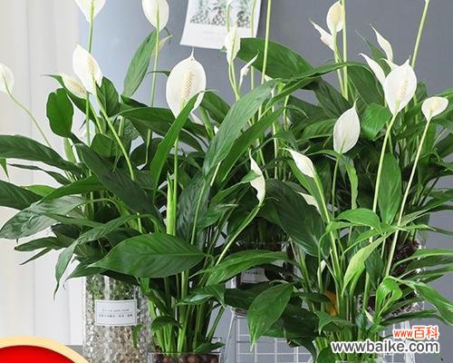 探究以巴西美人在居室中的风水布置及其象征意义 以巴西美人的风水寓意和摆放位置