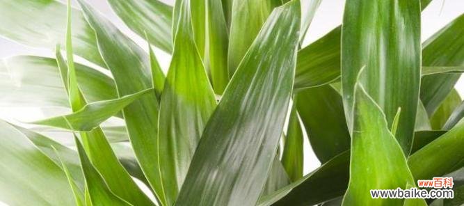 竹子 竹子的象征意义——从坚韧、静默到自由和包容