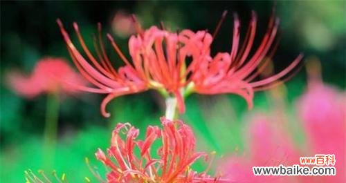 伤心的花有哪些？它们的花语是什么意思？