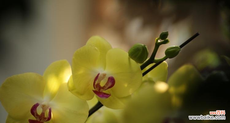 探索芭蕾舞兰花的神秘之美 芭蕾舞兰花的花语与意义