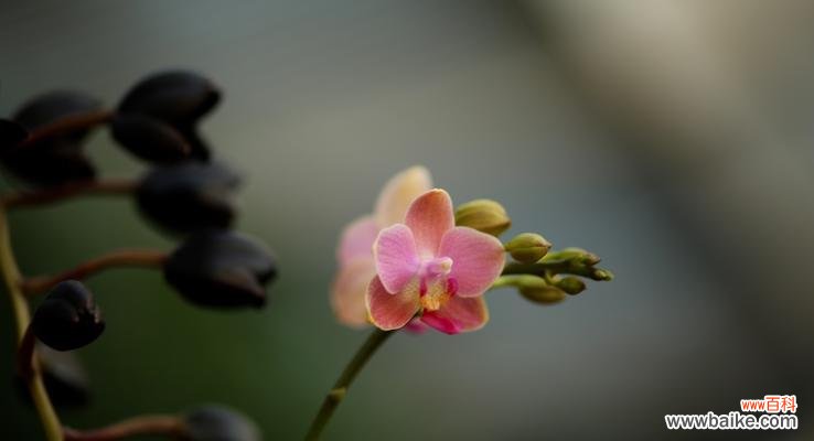 探索芭蕾舞兰花的神秘之美 芭蕾舞兰花的花语与意义