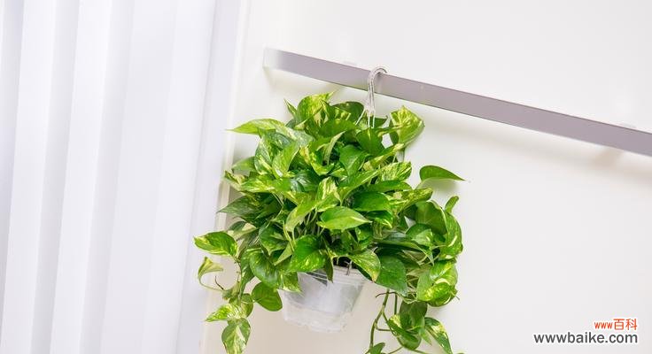 绿萝开花的奇迹和寓意 绿萝开花