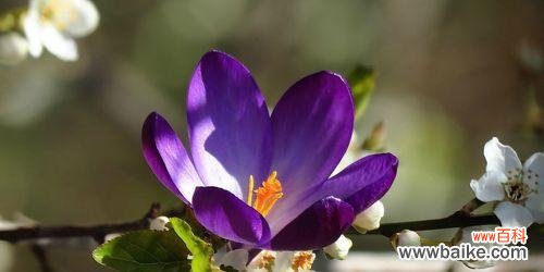 自由之花 花的自由