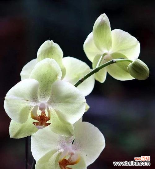 探索蝴蝶兰花语的深层意义 蝴蝶兰花语的含意