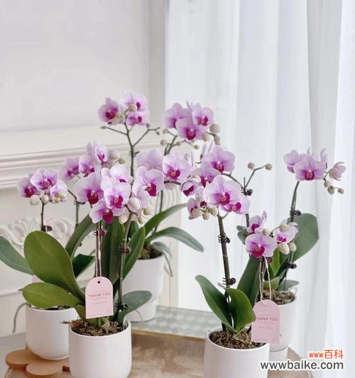 探索蝴蝶兰花语的深层意义 蝴蝶兰花语的含意