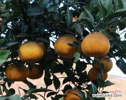 以植物为媒介 植物中的公平正义