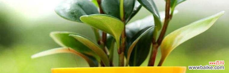 以植物为媒介 植物中的公平正义