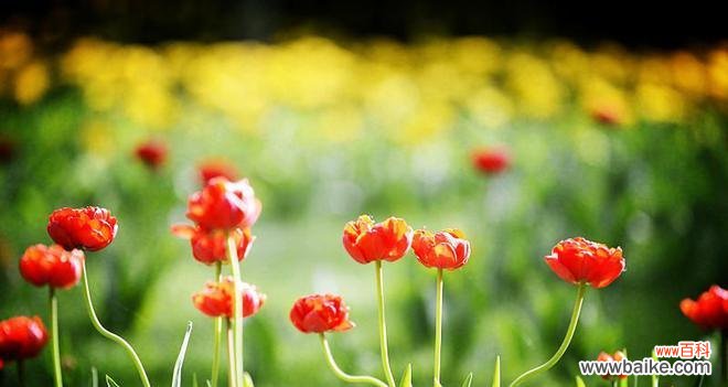 表示善良的花花语是什么？代表善良的花有哪些？