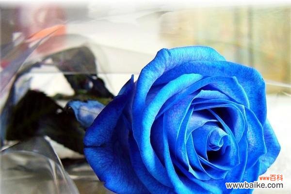 表示善良的花花语是什么？代表善良的花有哪些？