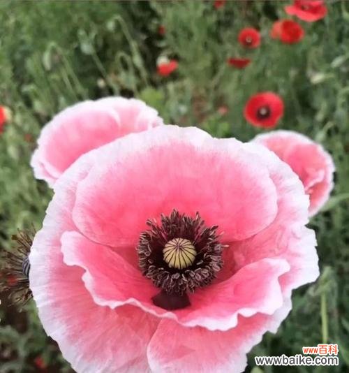 表示伤感的花有哪些？它们的花语是什么？