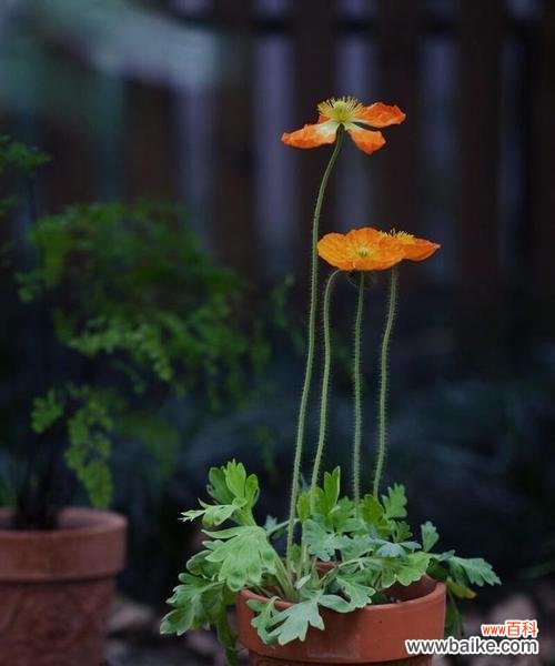 表示伤感的花有哪些？它们的花语是什么？