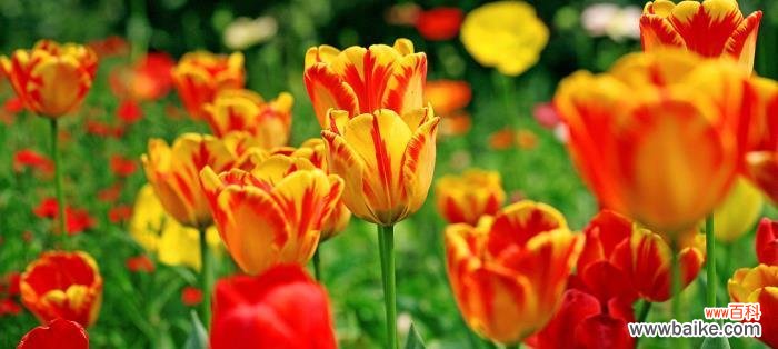 以花为媒 用百合花寓意放弃感情的艺术