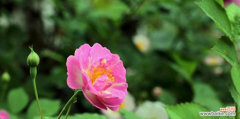 爱与美的花语 蔷薇花的寓意与象征意义