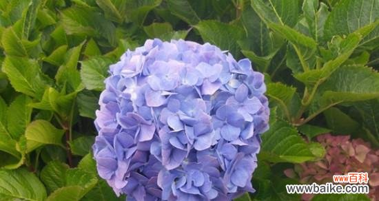 绣球花语深度解析 绣球花语