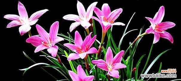 阳光花园中的励志力量 以向日葵的花语为主题的鼓励文章