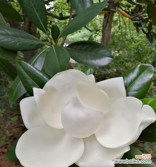 探究广玉兰花的神秘魅力及文化意义 广玉兰花的寓意与象征