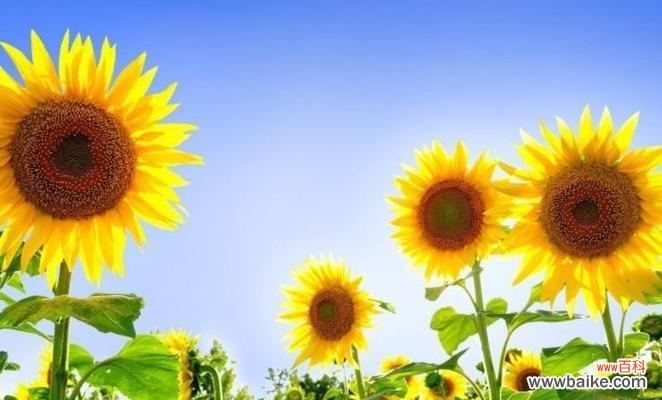 阳光下绽放的勇气与希望 向日葵