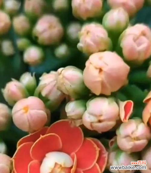 揭秘长寿花的丰富花色与深刻花语 长寿花的色彩与花语