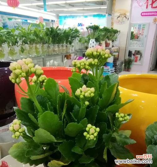 揭秘长寿花的丰富花色与深刻花语 长寿花的色彩与花语