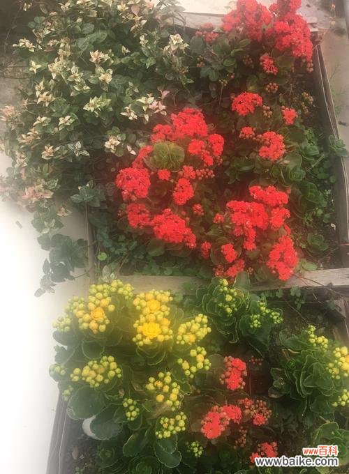 揭秘长寿花的丰富花色与深刻花语 长寿花的色彩与花语