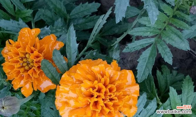 用花语诠释友情 友情的花语