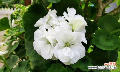 用花语诠释友情 友情的花语